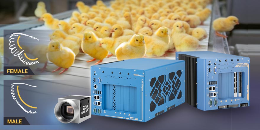 The Future of Poultry Starts with Smarter AI-Powered Vision