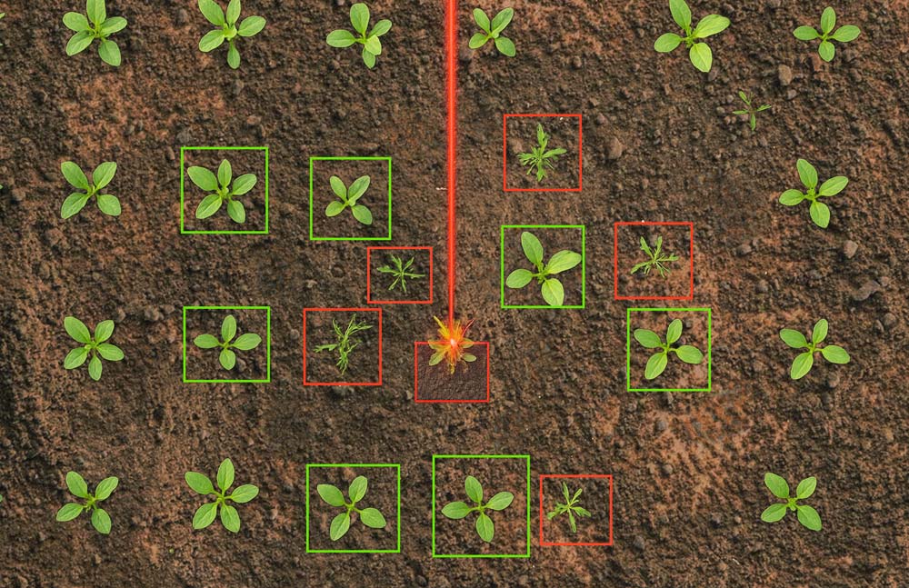 Distinguish plants vs weeds