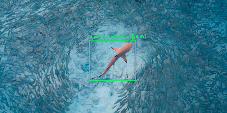 Smarter and Safer Shores: AI-Powered Drones Are Transforming Shark Detection