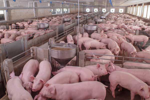 Swine Farming Measurement System