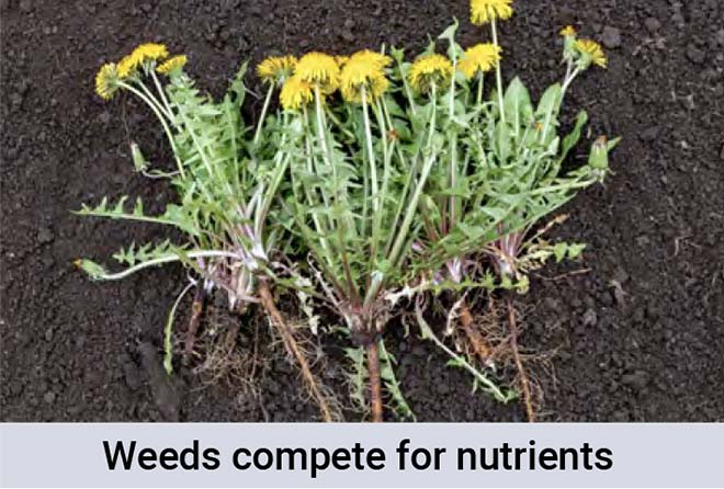 Weeds compete for nutrients