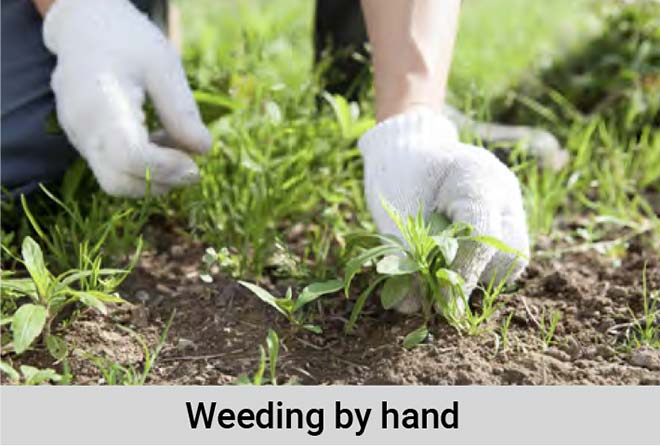 Weeding by hand